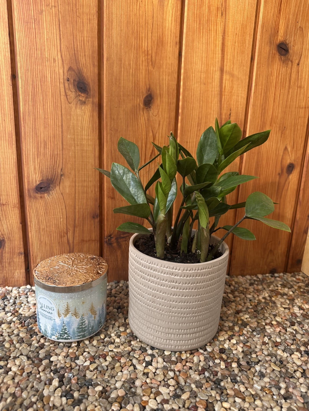 ZZ Plant in Grey Pot - photo 4