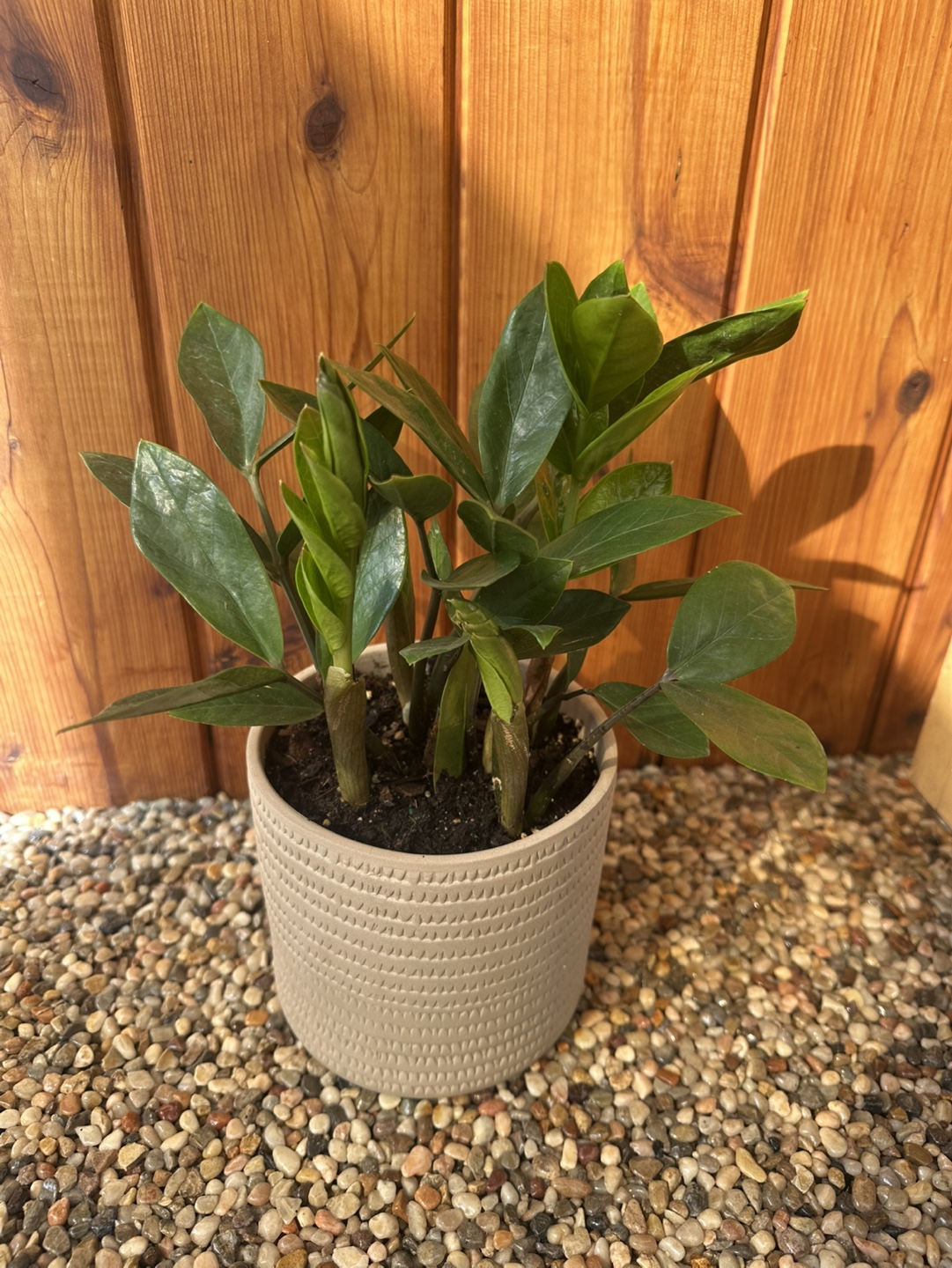 ZZ Plant in Grey Pot