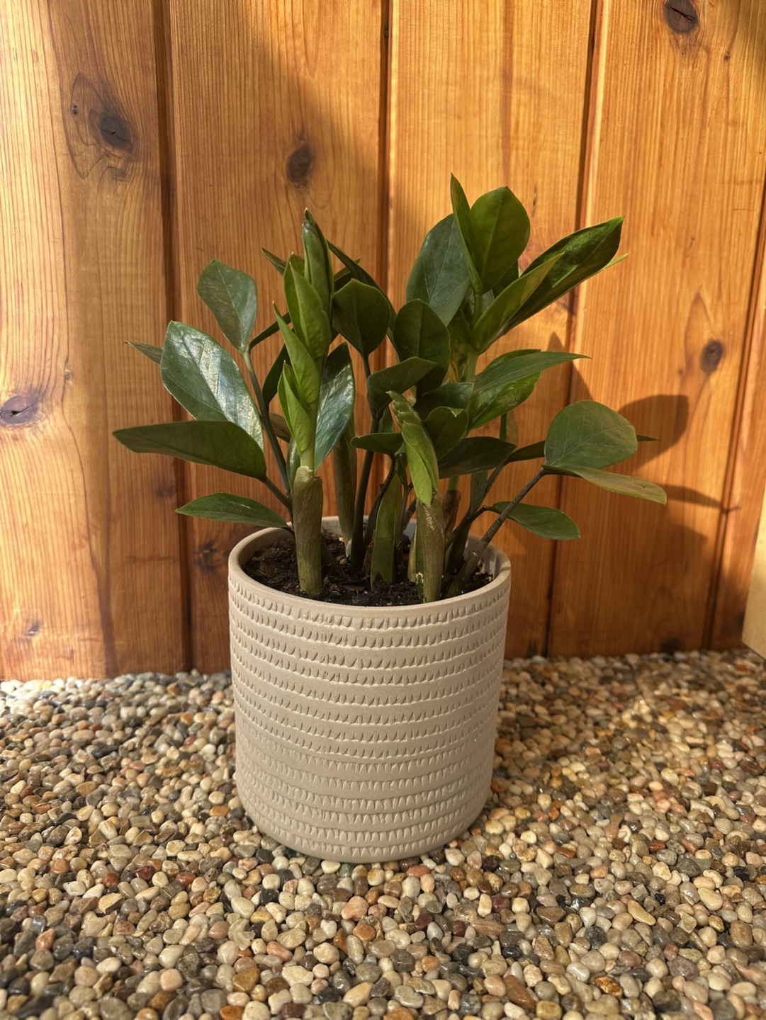 ZZ Plant in Grey Pot - photo 2