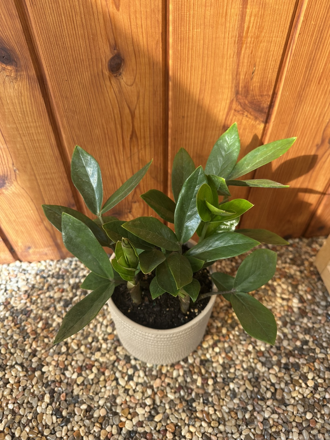 ZZ Plant in Grey Pot - photo 3