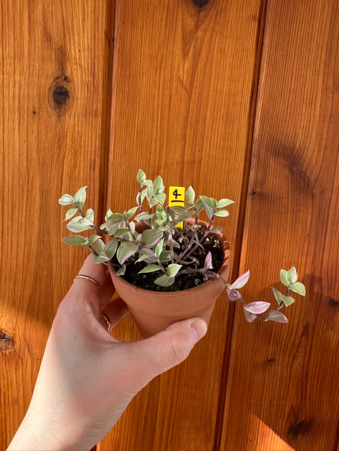 Callisia Reopens Pink Lady Pink Panther Plant image indicator(6)