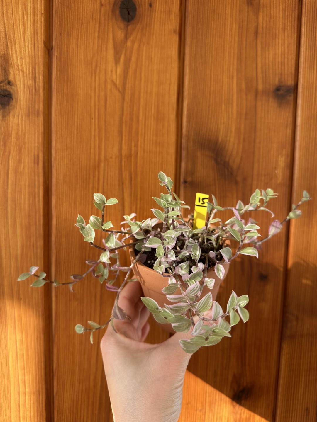 Callisia Reopens Pink Lady Pink Panther Plant