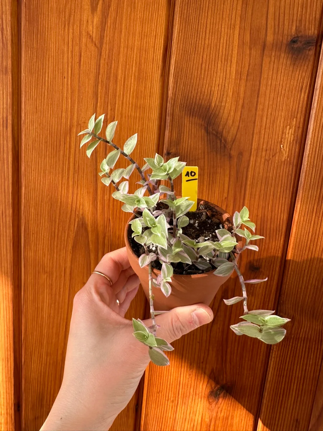 Callisia Reopens Pink Lady Pink Panther Plant image indicator(2)