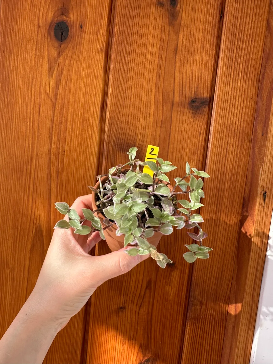 Callisia Reopens Pink Lady Pink Panther Plant image indicator(4)