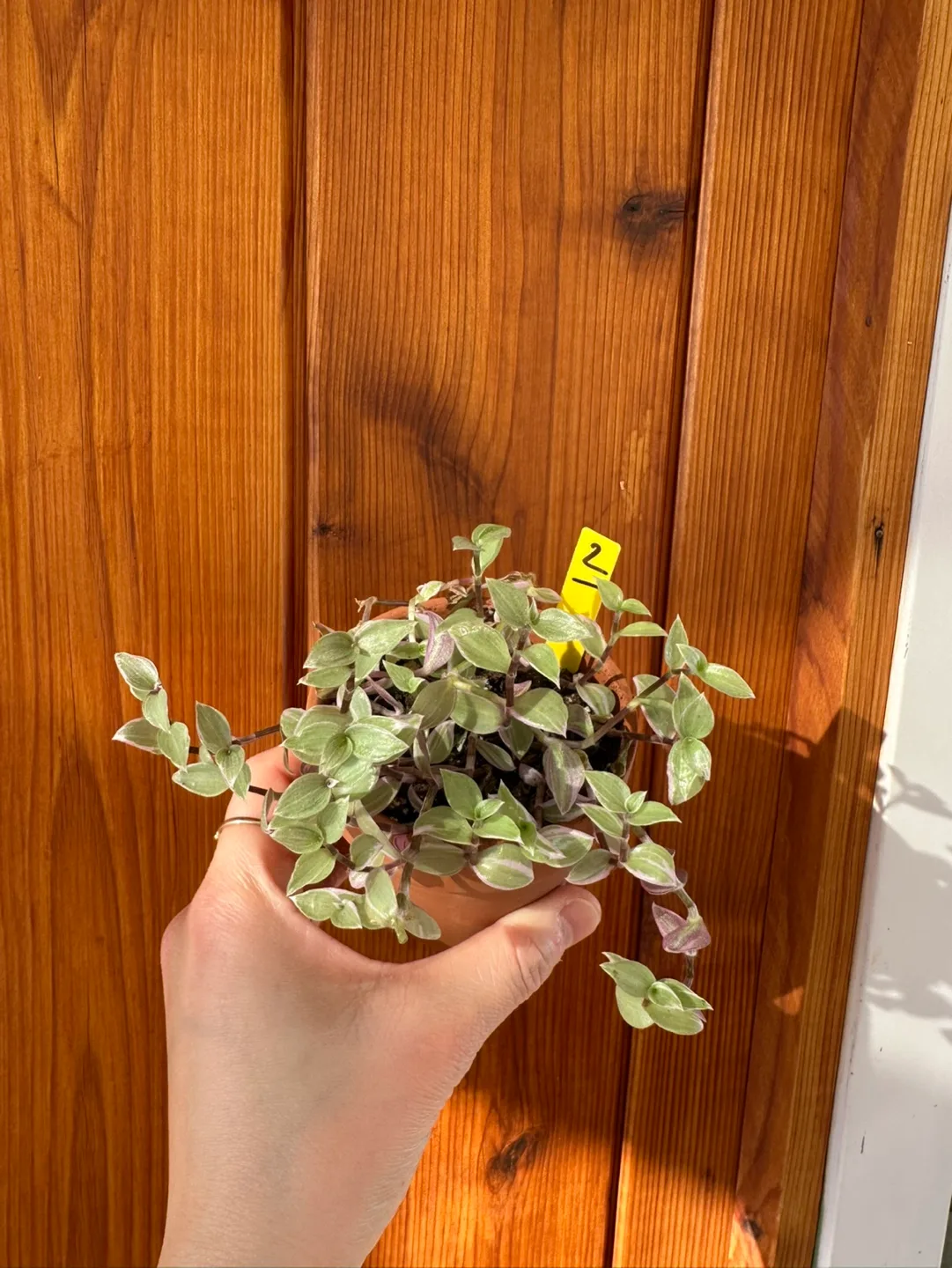 Callisia Reopens Pink Lady Pink Panther Plant image indicator(5)