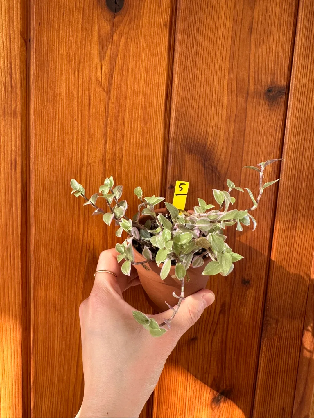 Callisia Reopens Pink Lady Pink Panther Plant image indicator(3)