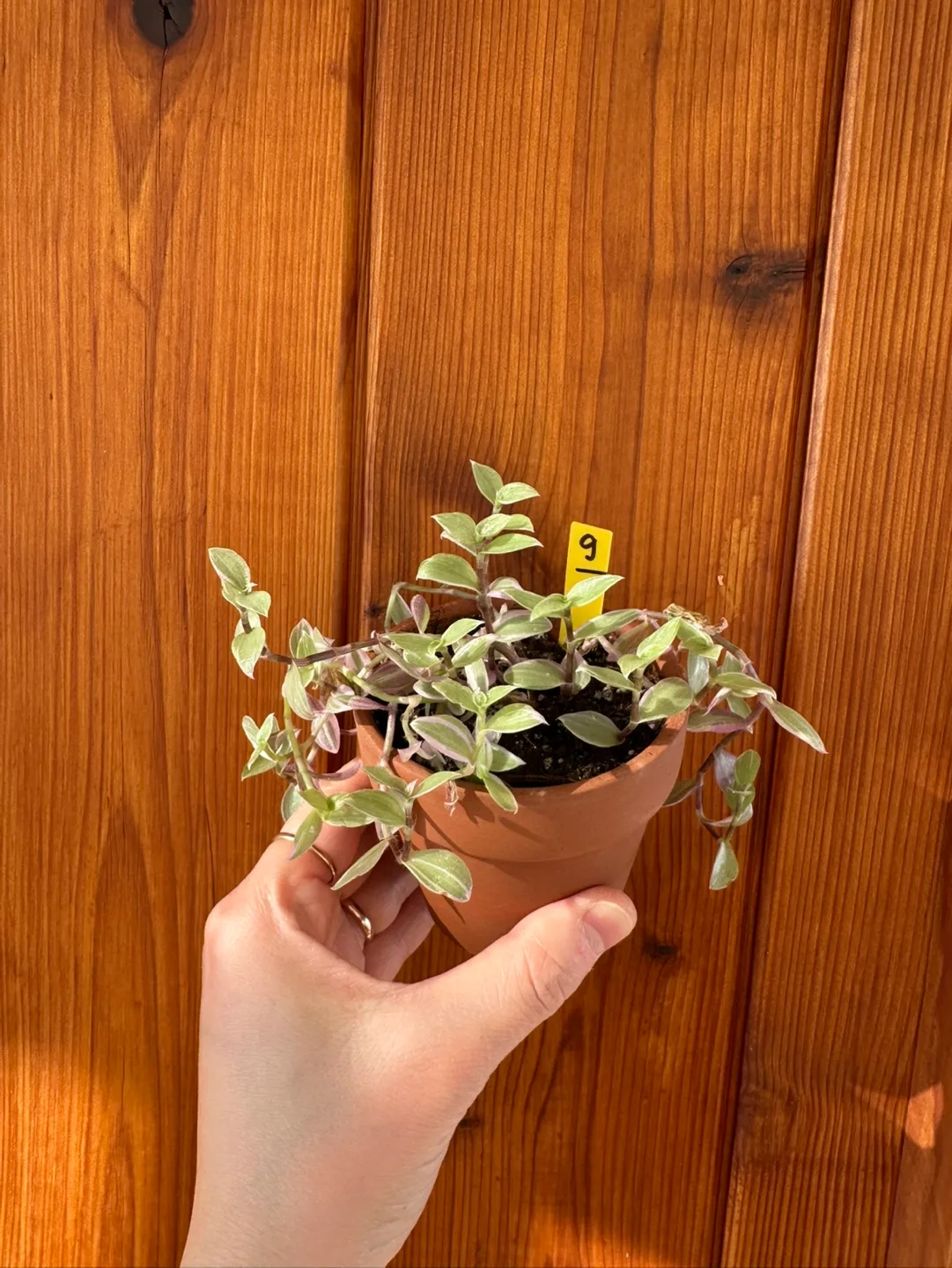 Callisia Reopens Pink Lady Pink Panther Plant image indicator(7)