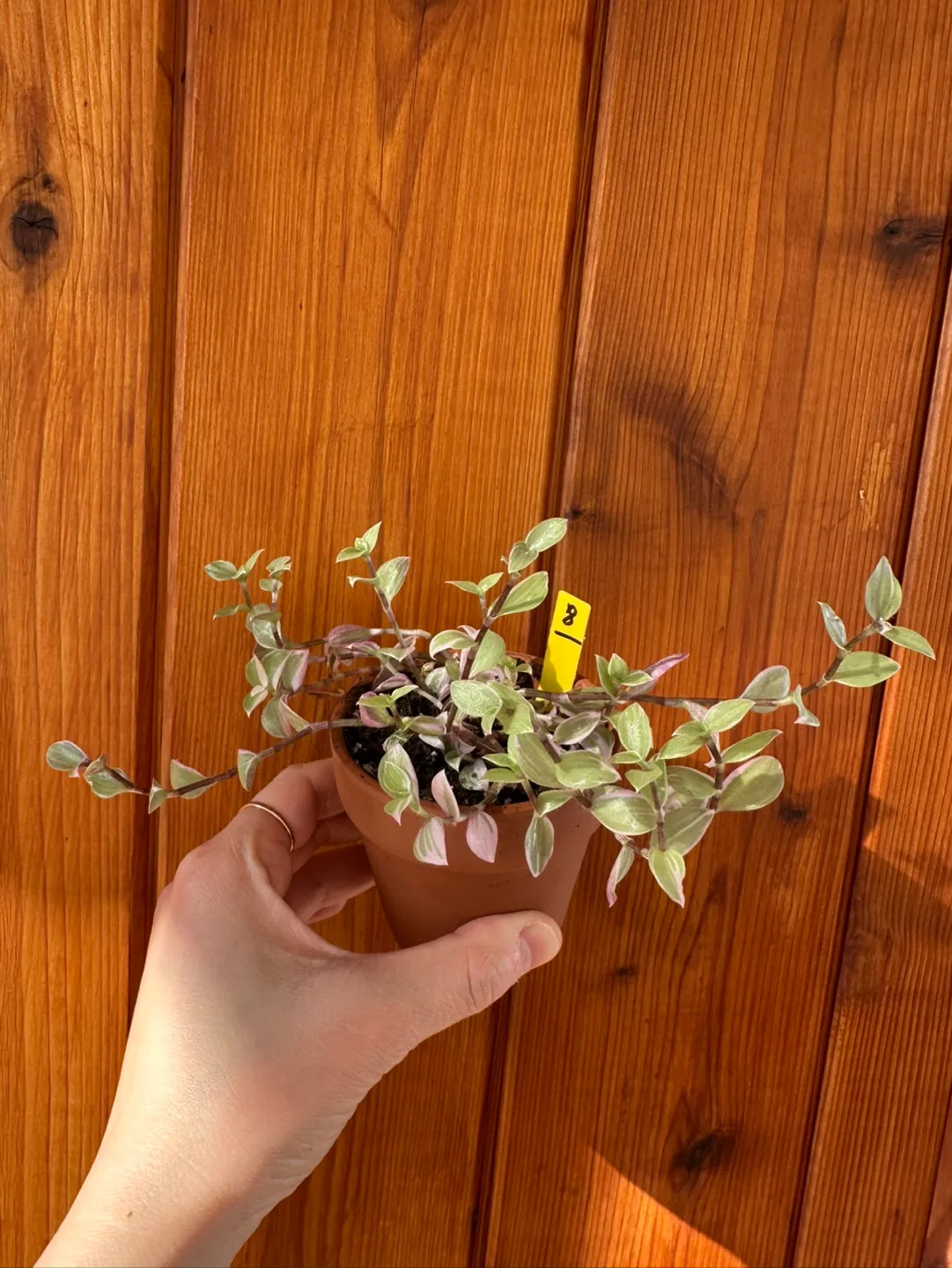 Callisia Reopens Pink Lady Pink Panther Plant image indicator(8)