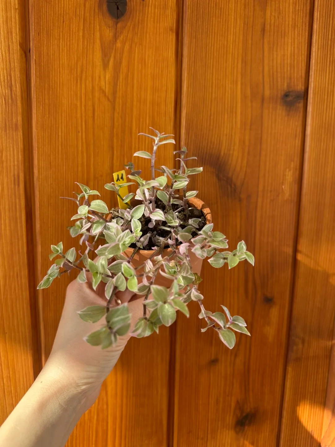 Callisia Reopens Pink Lady Pink Panther Plant image indicator(9)