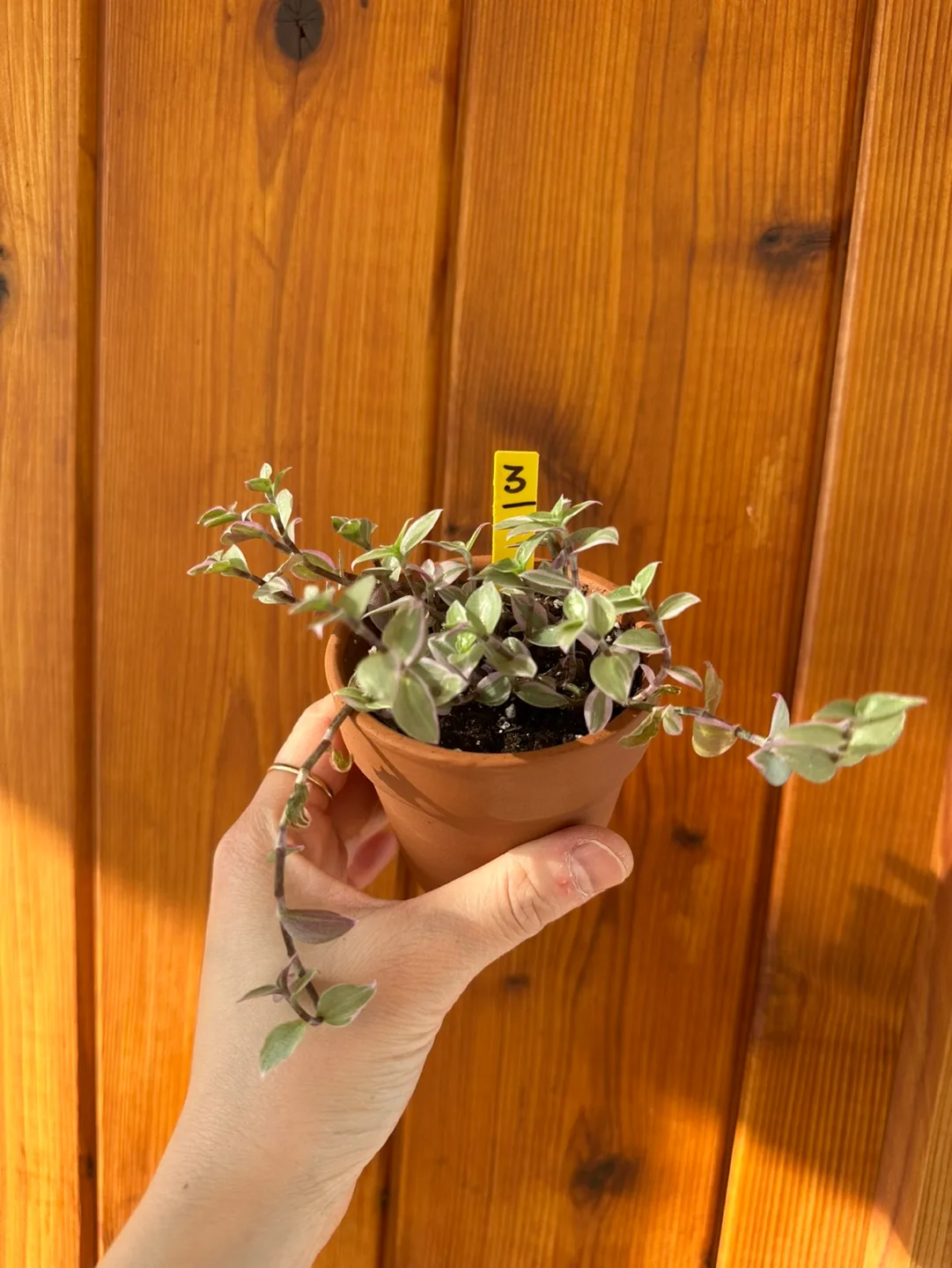 Callisia Reopens Pink Lady Pink Panther Plant image indicator(10)