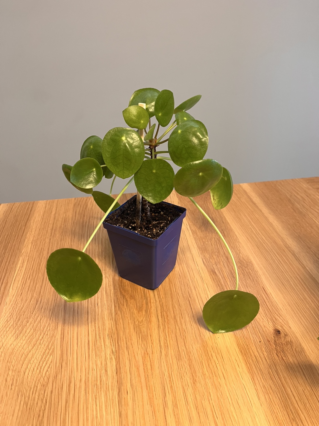 Healthy Chinese Money Plant