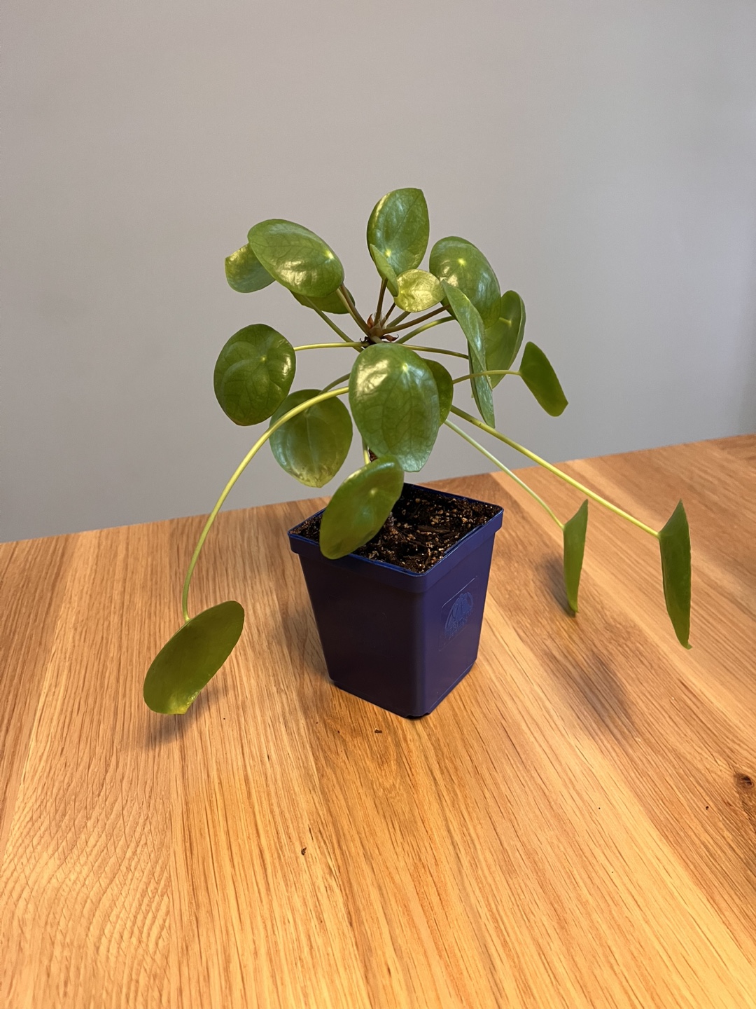 Healthy Chinese Money Plant - photo 2