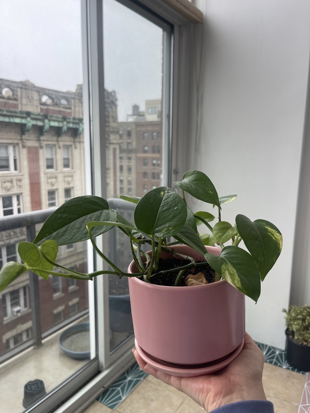 Healthy Golden Pothos in Pink Pot 2 - photo 3