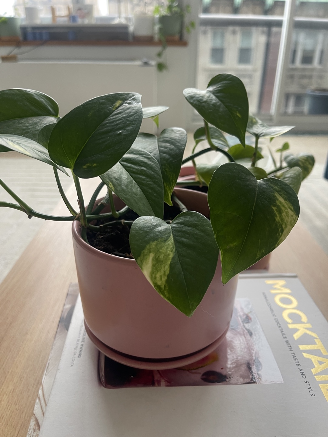 Healthy Golden Pothos in Pink Pot 2