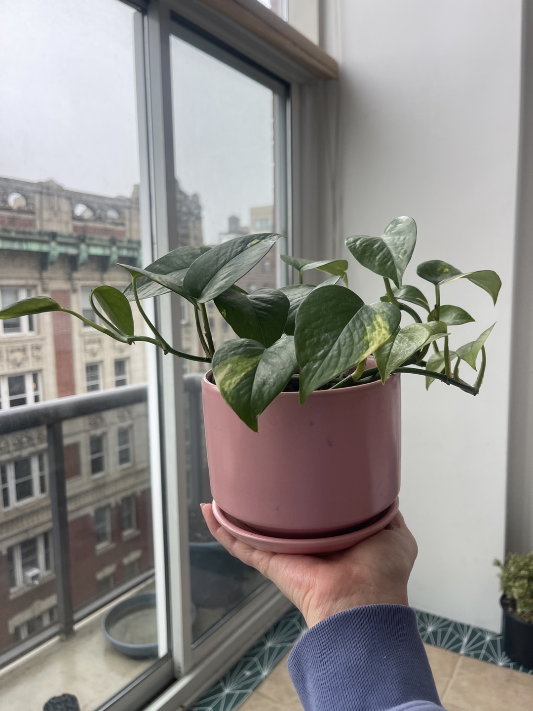 Healthy Golden Pothos in Pink Pot 2 - photo 4