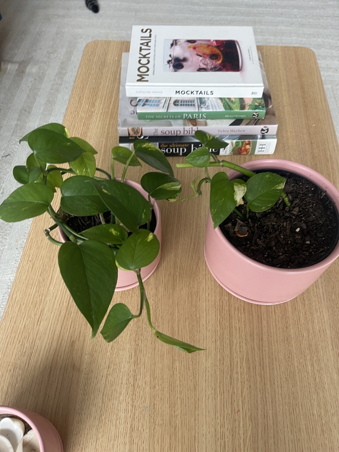 Healthy Golden Pothos in Pink Pot 2 - photo 2