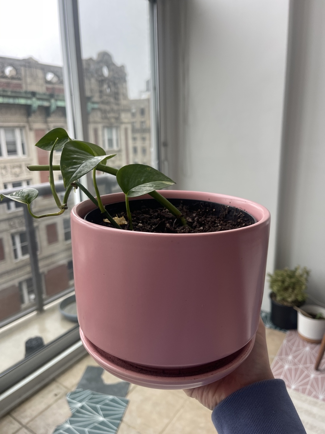 Healthy Golden Pothos in Pink Pot 2 - photo 5