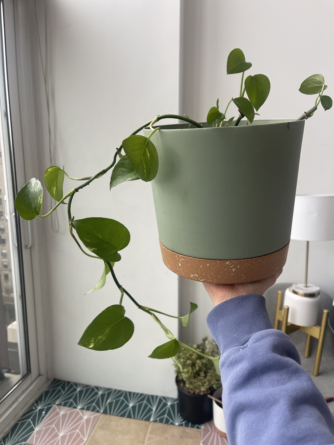 2 Healthy Pothos Plant in Pot - photo 2