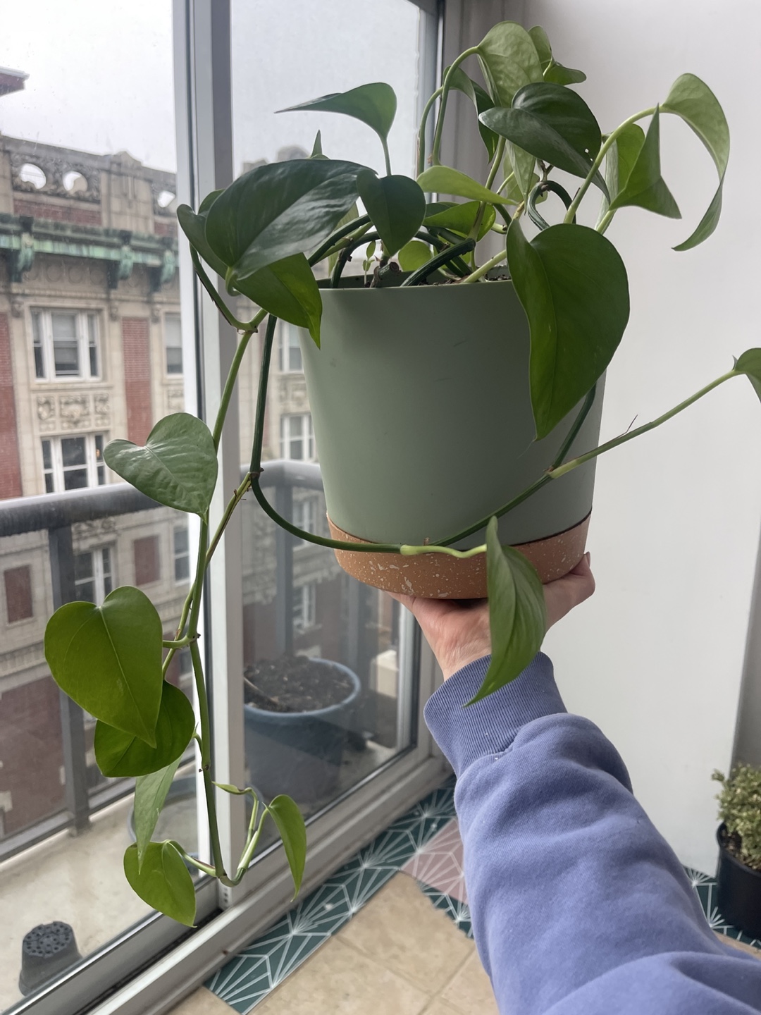 2 Healthy Pothos Plant in Pot