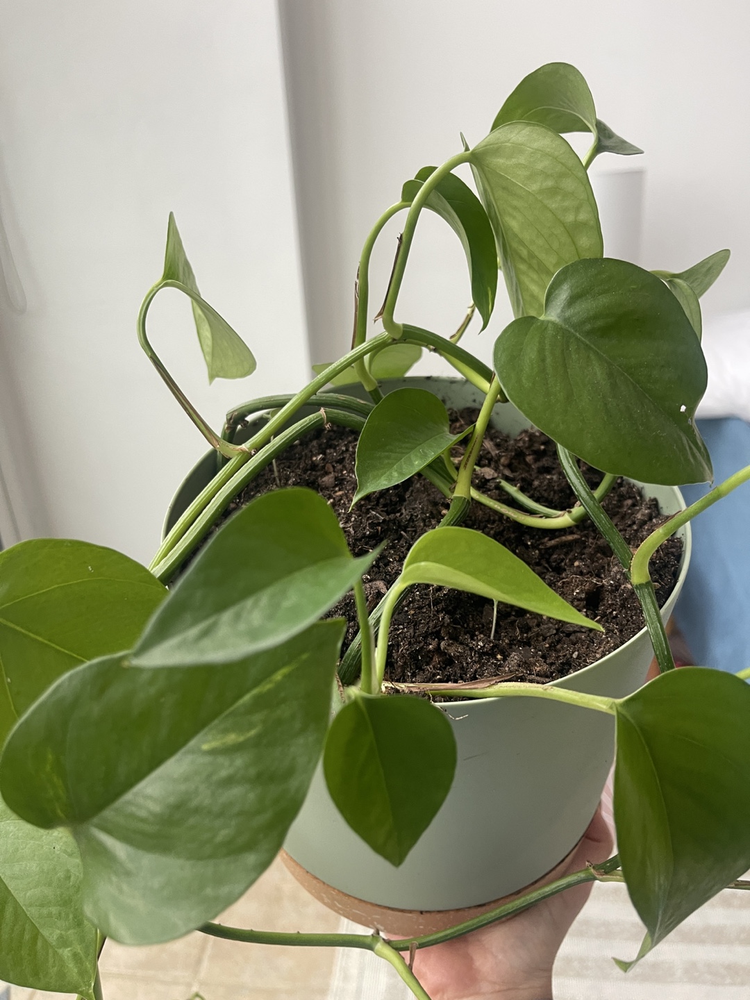 2 Healthy Pothos Plant in Pot - photo 3