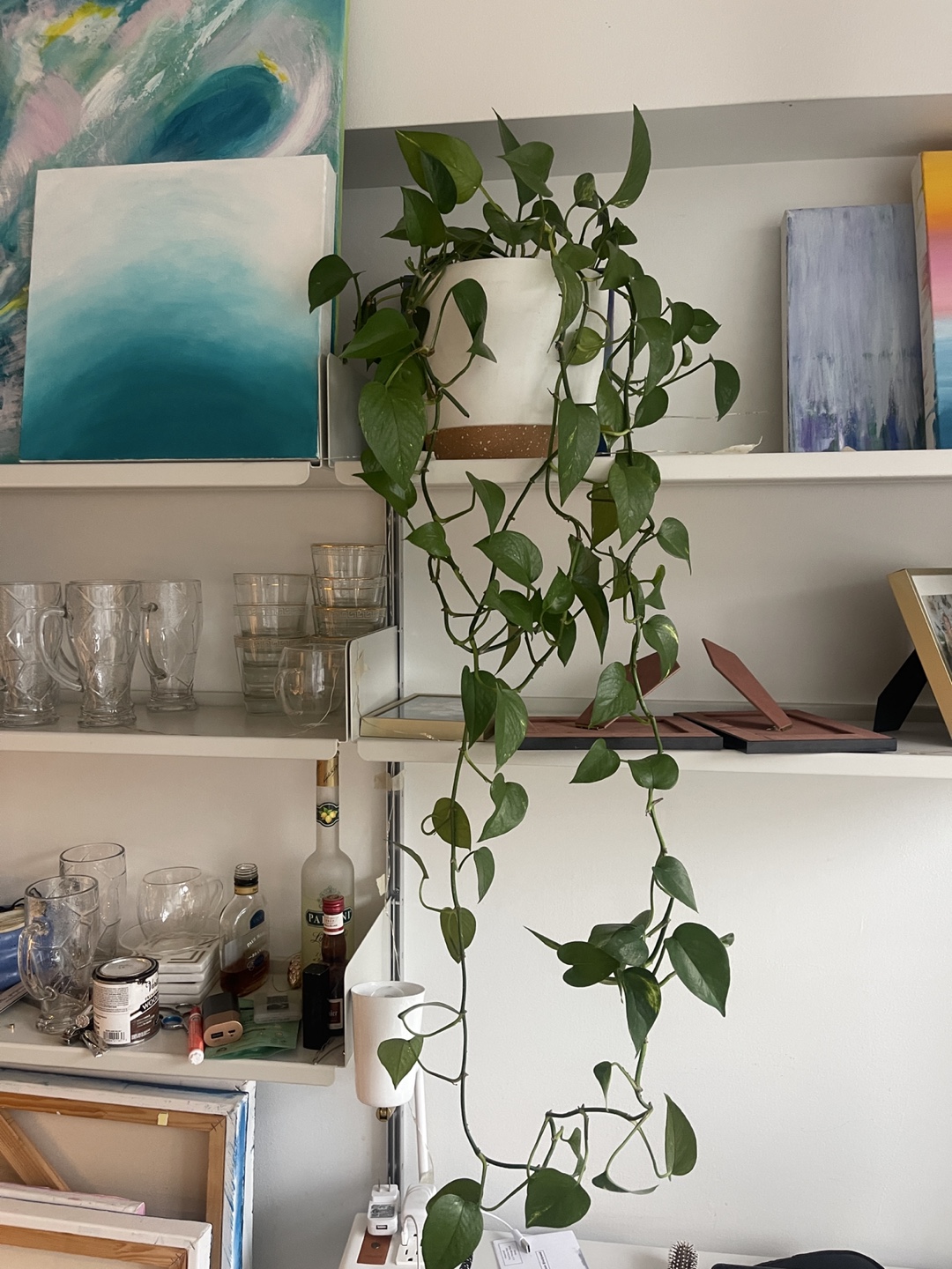 Healthy Pothos Plant in White Pot