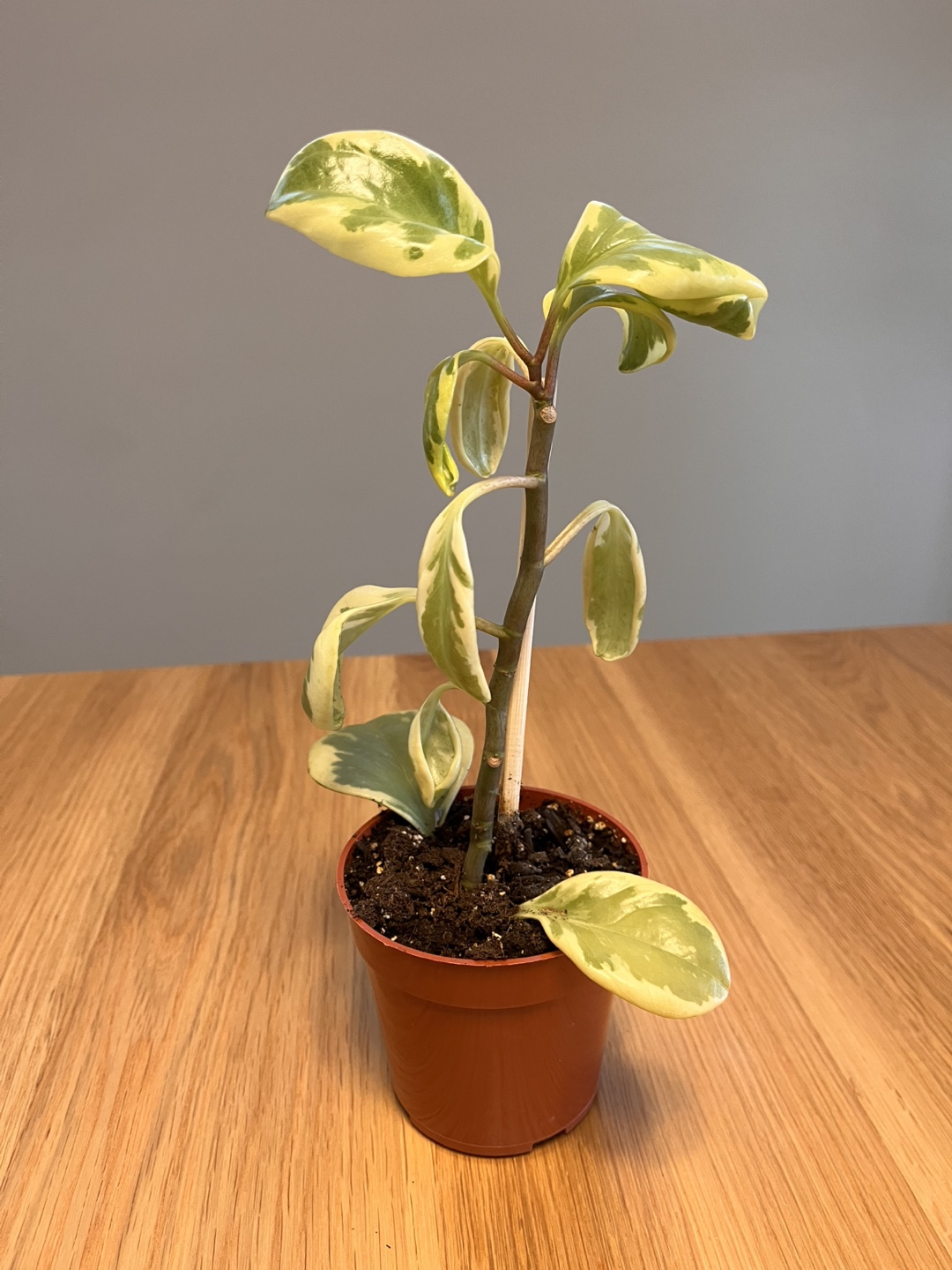 Peperomia obtusifolia 'Alba' - Variegated Peperomia Plant - photo 2