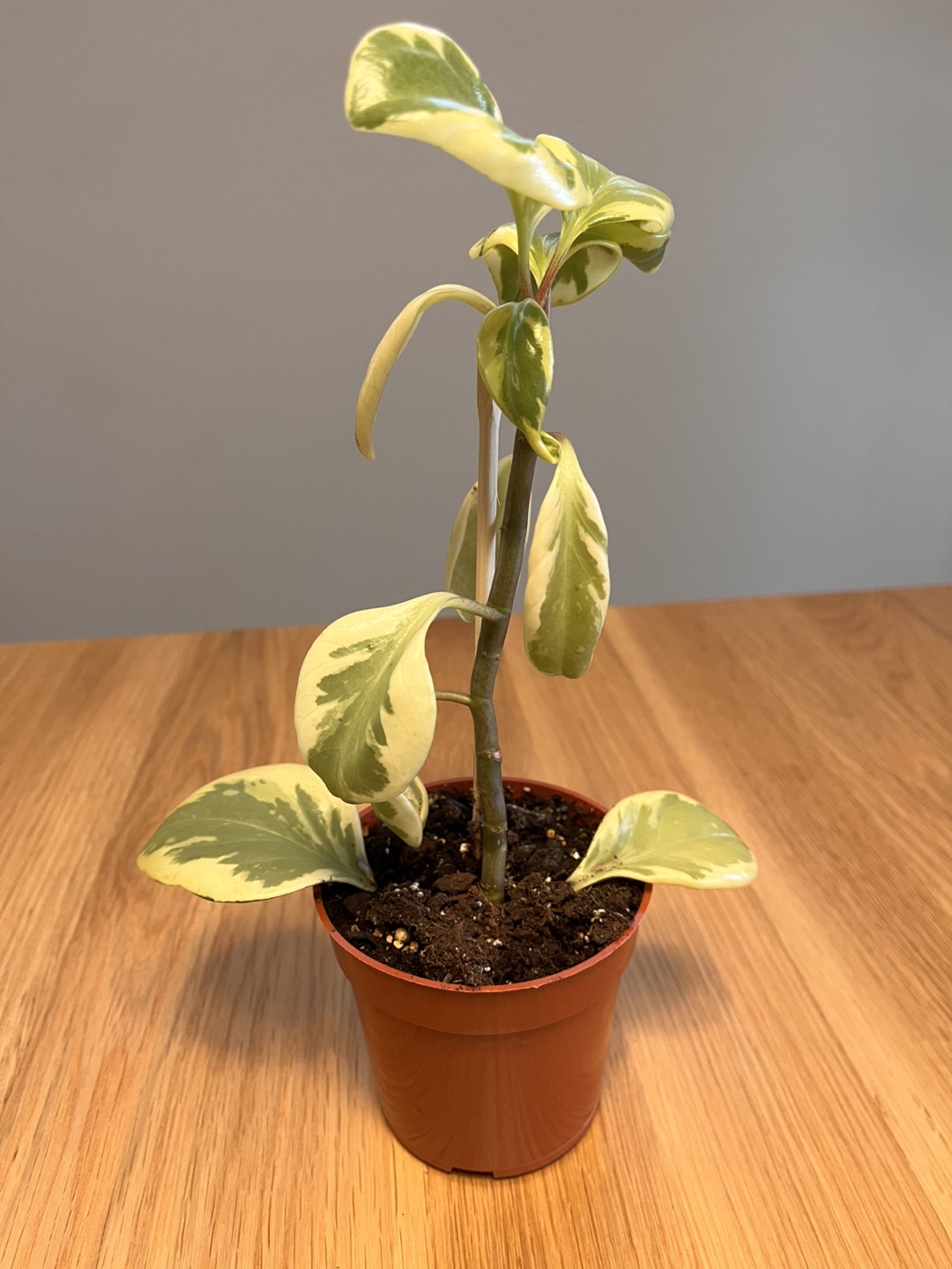 Peperomia obtusifolia 'Alba' - Variegated Peperomia Plant