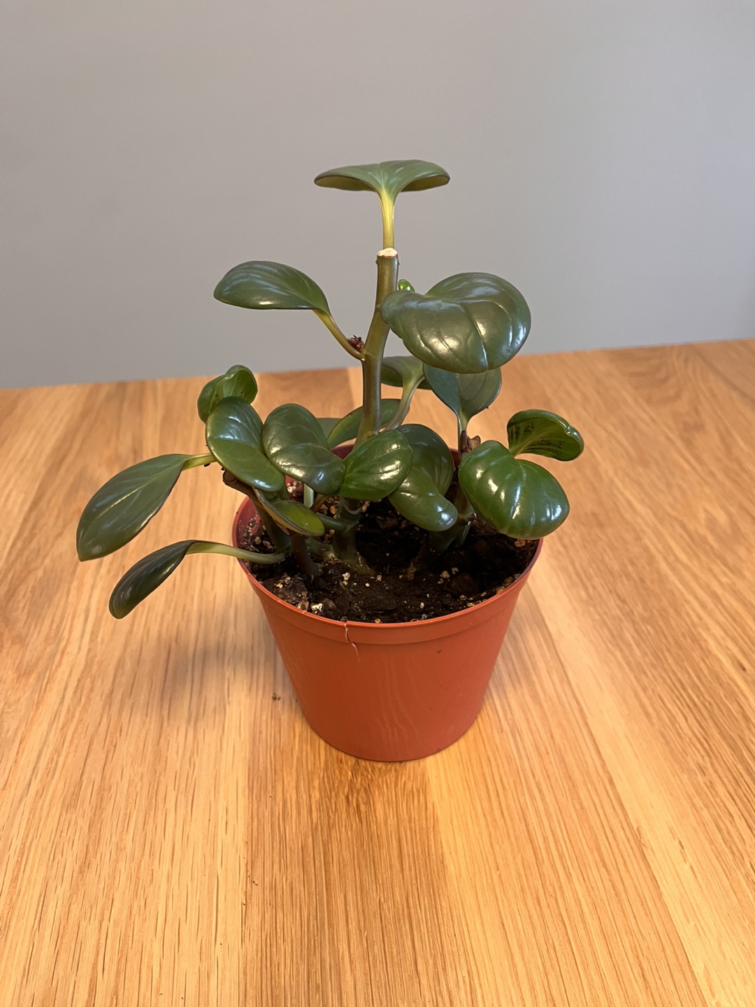 Peperomia obtusifolia houseplant - photo 2