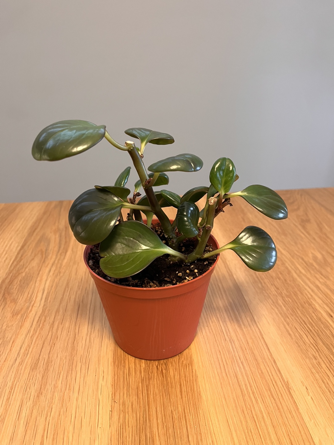 Peperomia obtusifolia houseplant