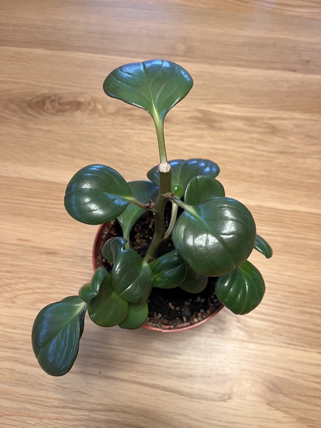 Peperomia obtusifolia houseplant - photo 3
