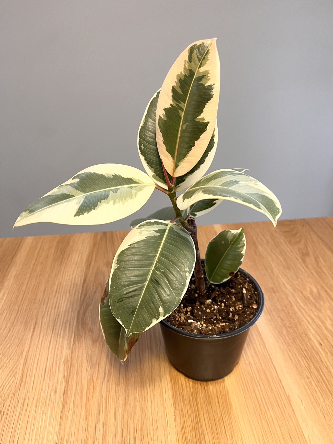 Ficus Elastica Tineke Plant