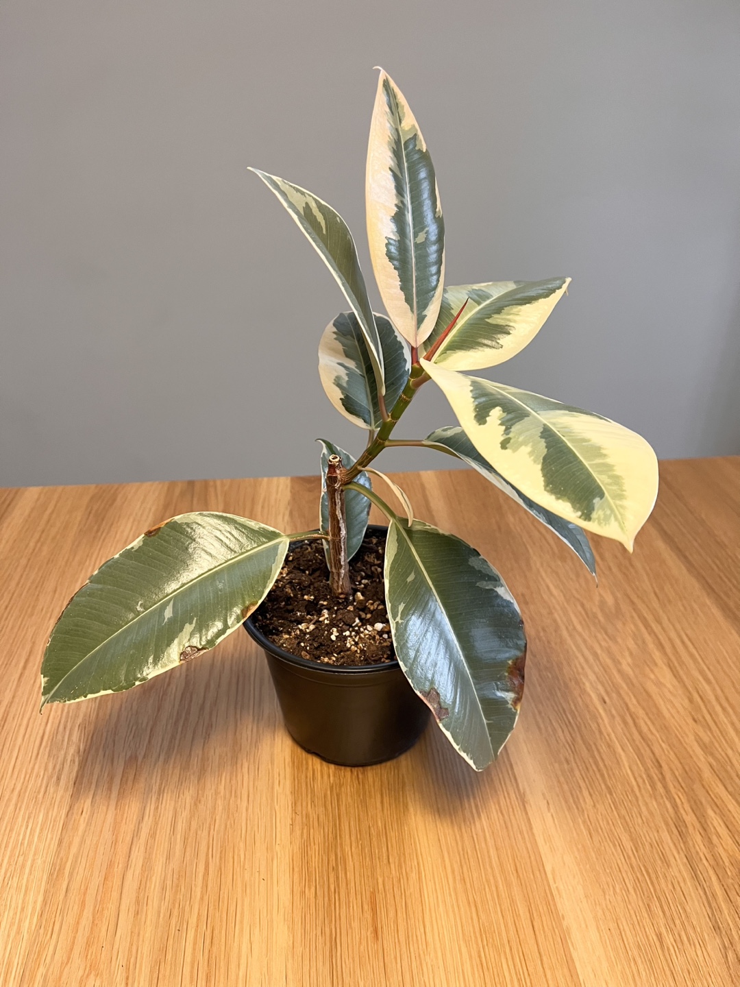 Ficus Elastica Tineke Plant - photo 2
