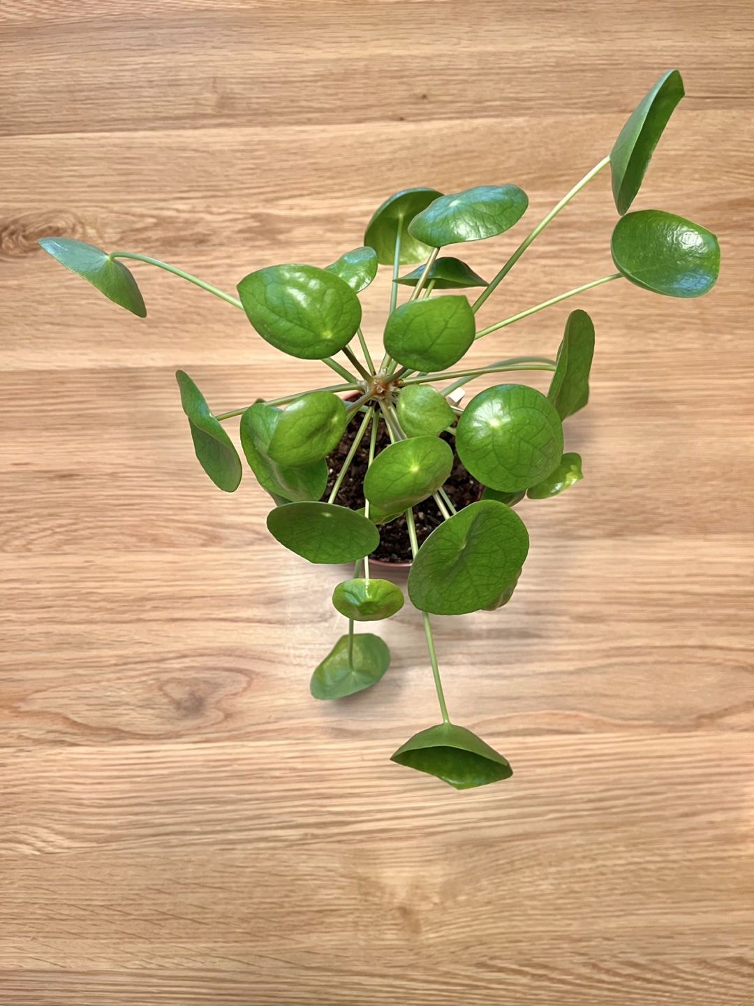 Healthy Pilea Peperomioides Plant - photo 3
