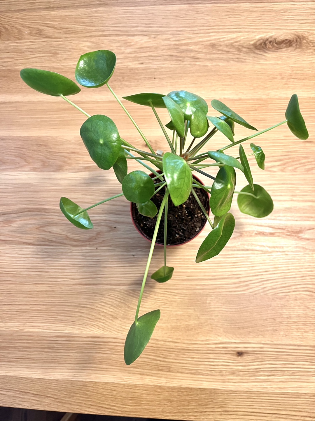 Healthy Pilea Peperomioides Plant - photo 2