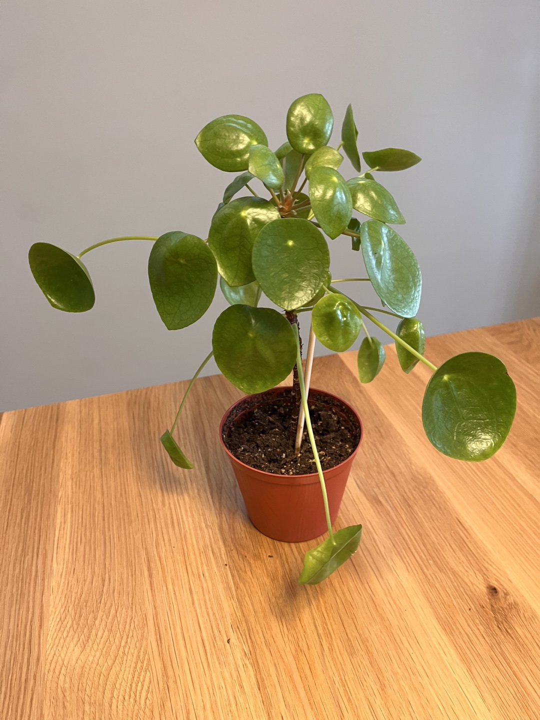 Healthy Pilea Peperomioides Plant