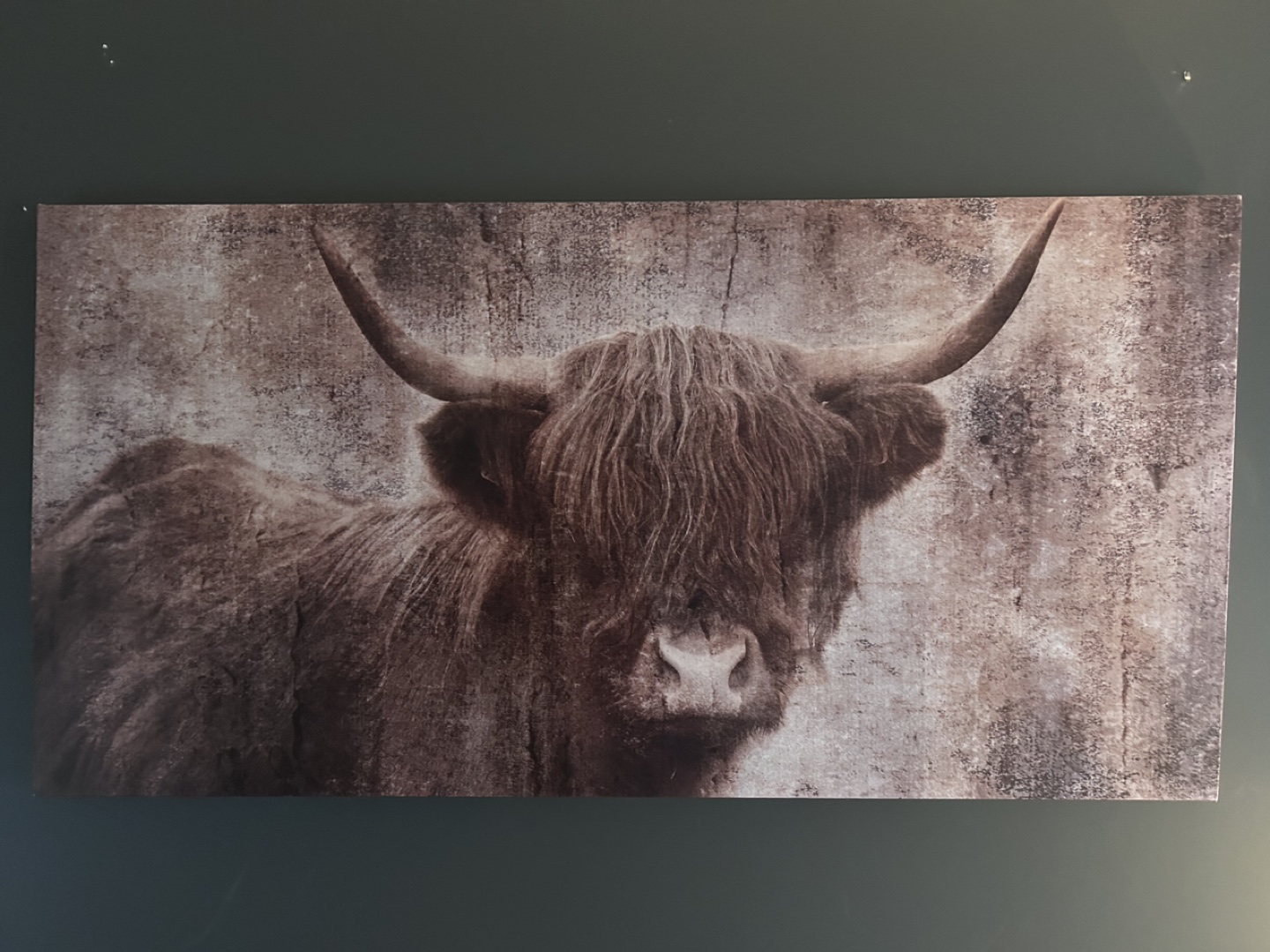 Highland Cow Canvas Wall Art