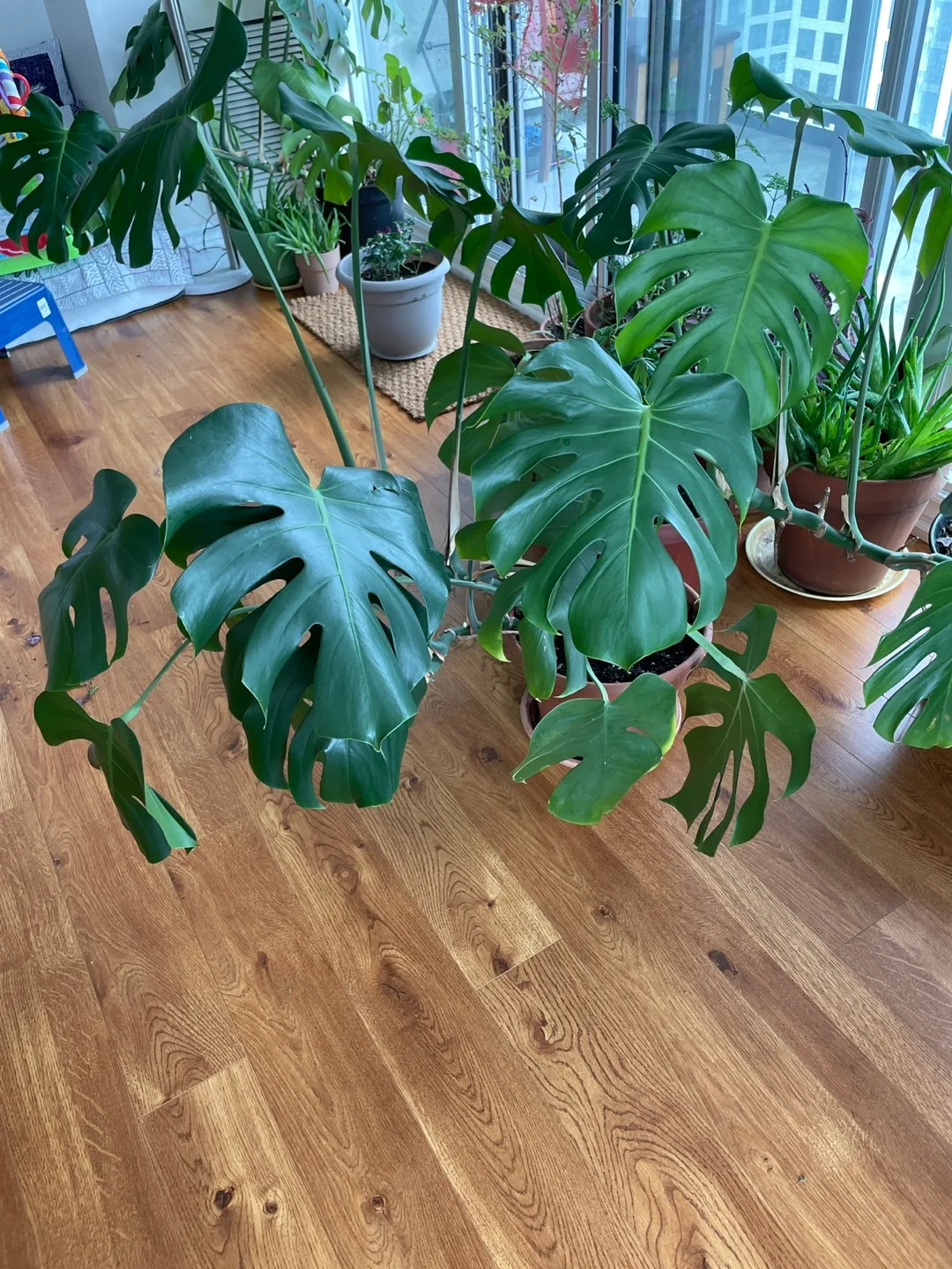Large Monstera Deliciosa Plant💚 Need a new home 💚 image indicator(2)