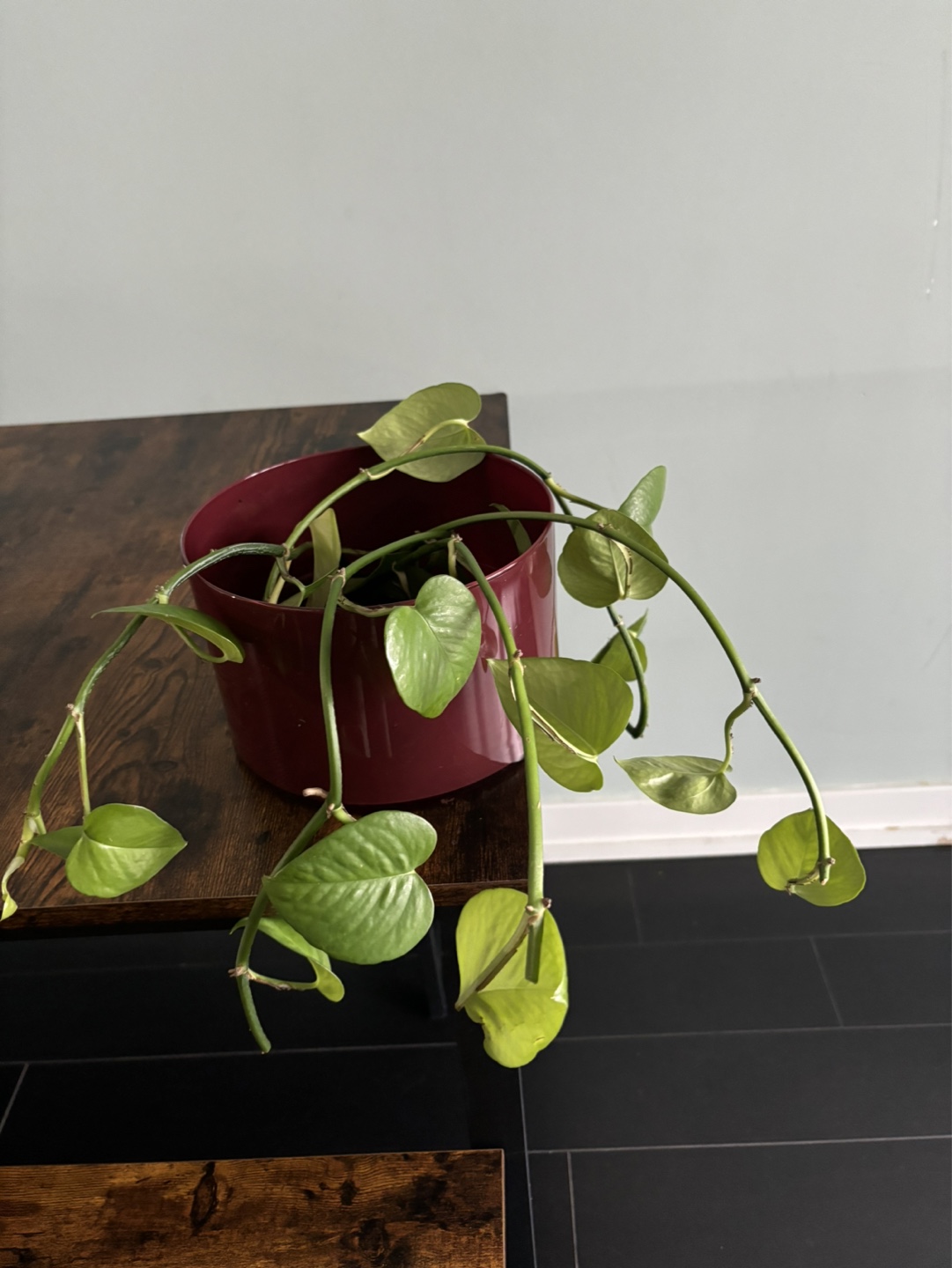 Heartleaf Philodendron in Burgundy Pot