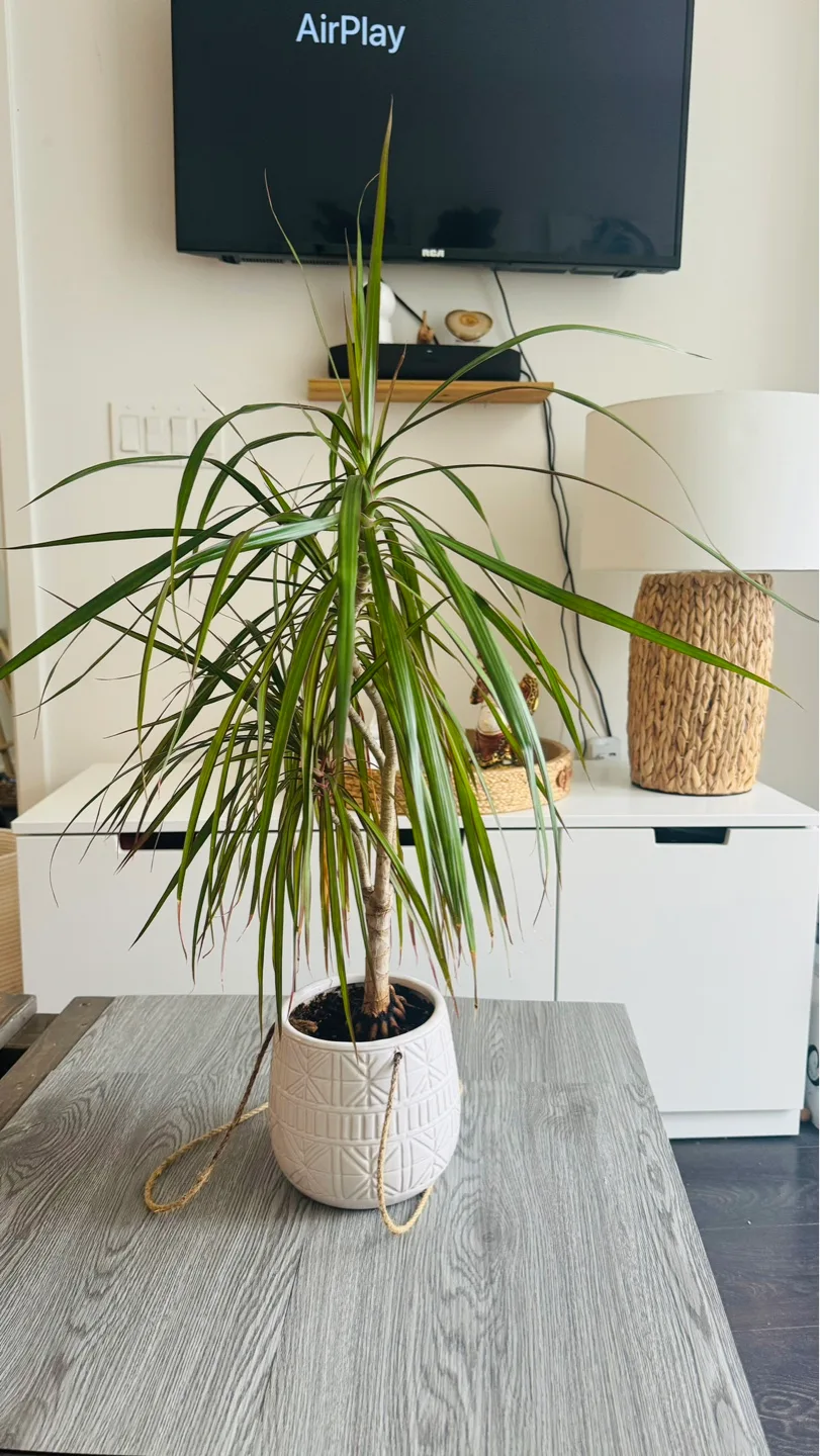 Dracaena Marginata Plant in Hanging Pot💚 thumbnail