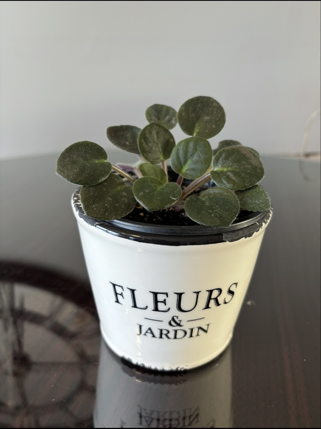 Miniature African violet