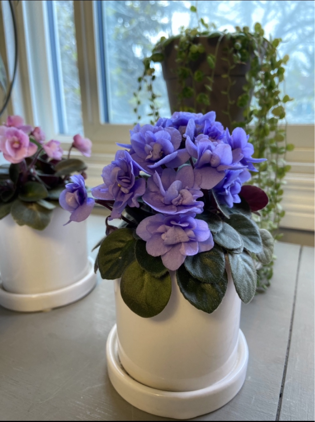 Miniature African violet - photo 2