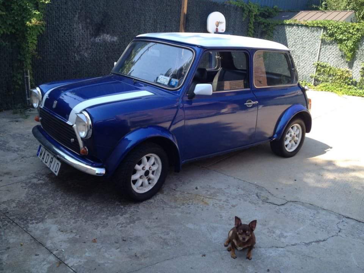 Vtec mini 1978 Classic mini cooper - photo 5