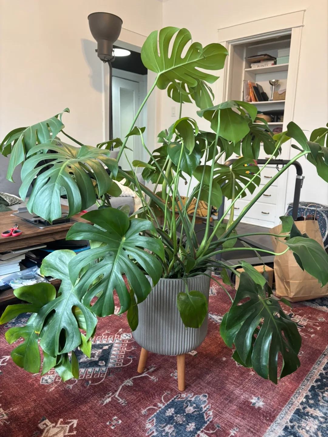 Large Monstera Deliciosa + Planter 🪴 thumbnail