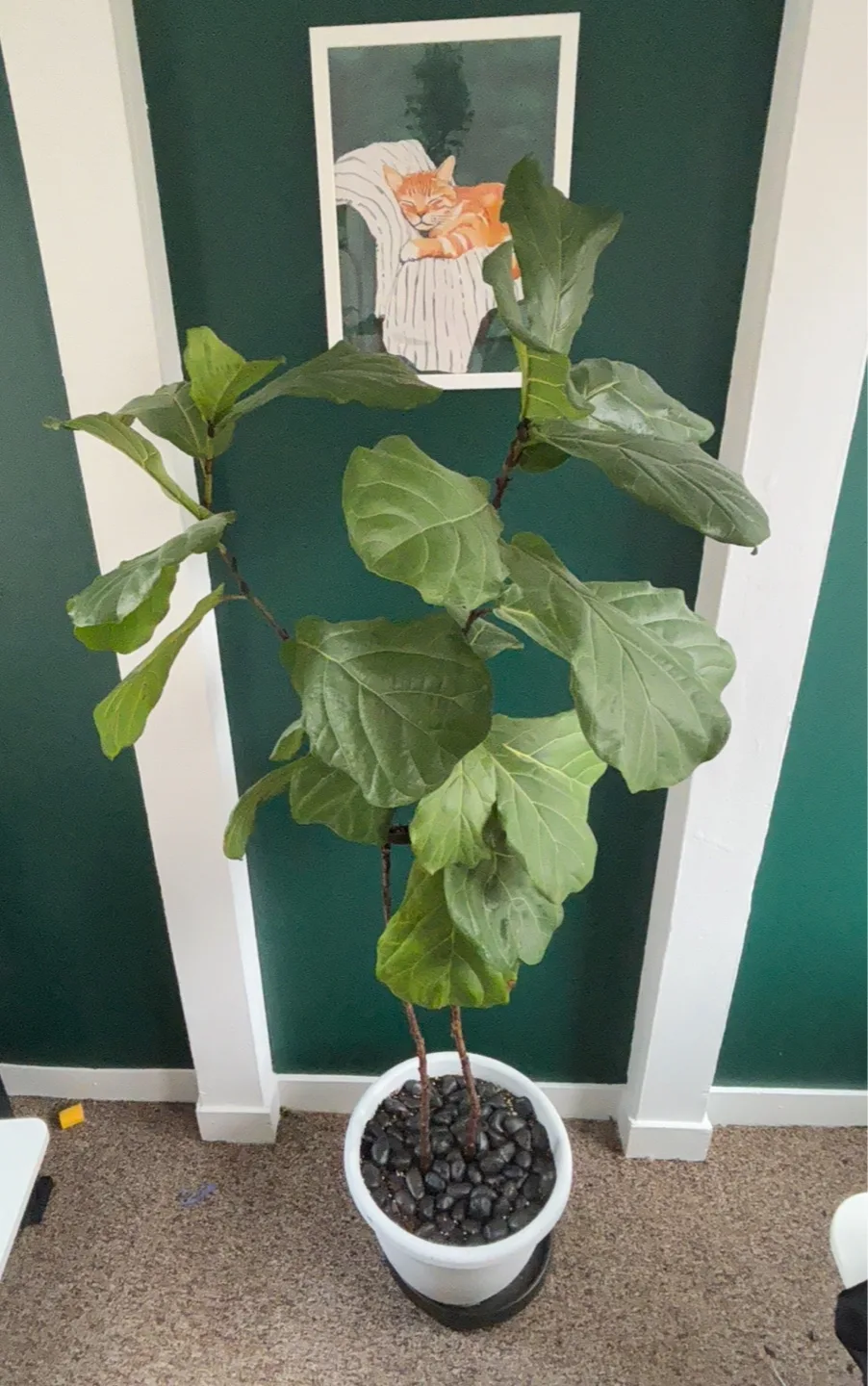 Tall Fiddle Leaf Fig Tree 🪴 ~6ft with planter on wheels thumbnail