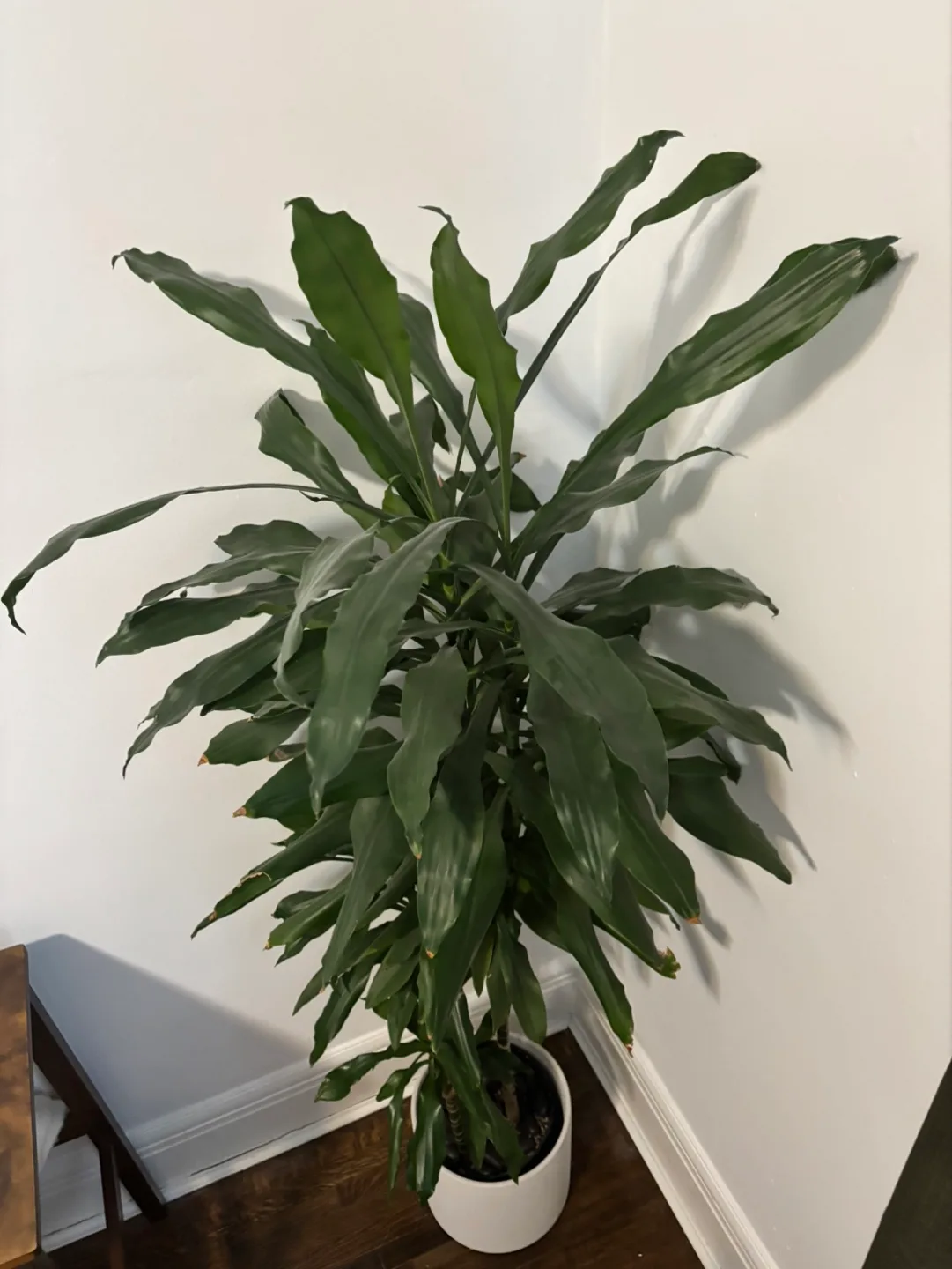 Tall Dracaena Plant in White Ceramic Planter thumbnail