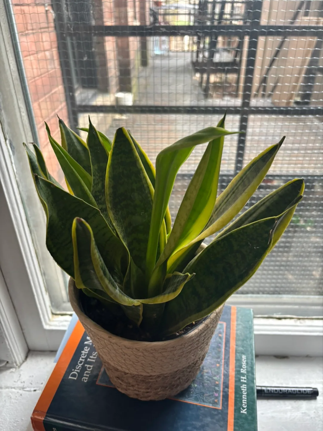 Snake Plant in Pot thumbnail