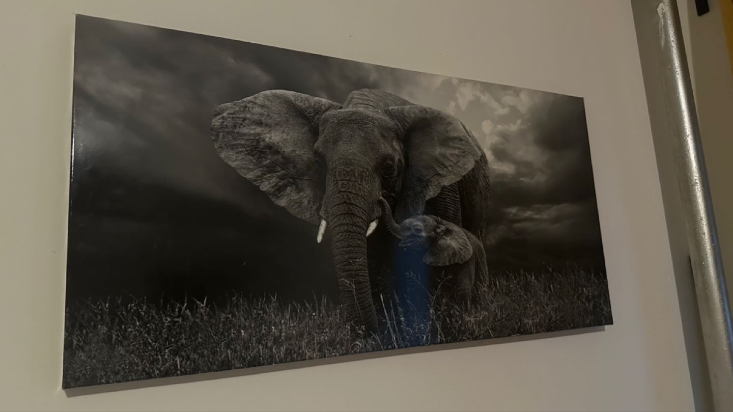 Canvas Wall Art - Elephant Family
