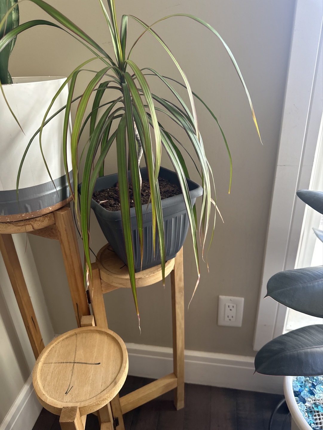 Dracaena Marginata Plant in Grey Pot