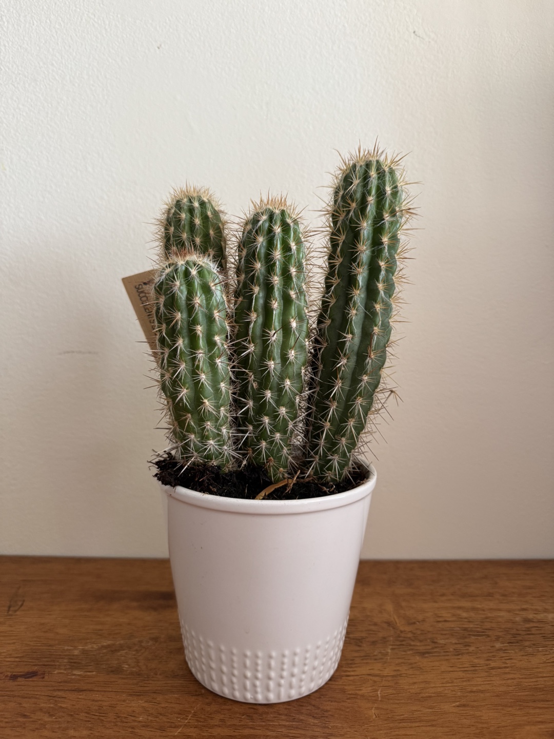 5" Deco Cactus in White Pot