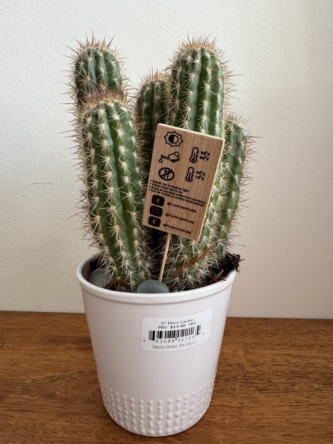 5" Deco Cactus in White Pot - photo 3